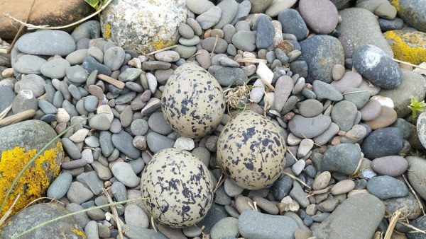 If You See These Eggs That Look Like Pebbles in Your Garden, Don’t Touch Them – They Belong to a Protected Species and Could Cost You a €150,000 Fine