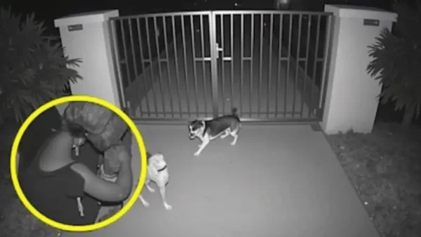 Heartbreaking Discovery: Abandoned Dog’s Loyal Wait at Gate Leads to Tragic Outcome