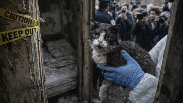The Chilling Mystery of the Forgotten Feline: Uncovering the Shocking Rescue That Divided a Community