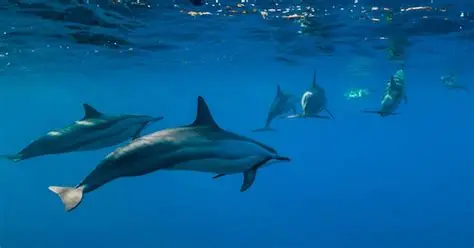 A Large Pod of Dolphins Formed a Perfect Circle Visible From Drones – Scientists Speculate About Synchronized Protective Behavior