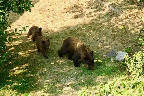 Mother Bear Cub Climbing Uphill – Emotional Trail Camera Moment