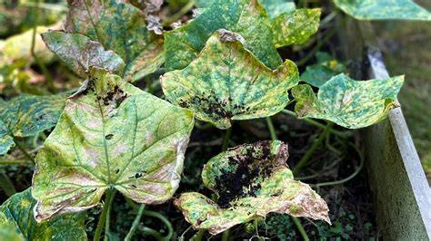 The Shocking Autumn Leaf Mistake That’s Destroying Your Soil (You Won’t Believe This!)