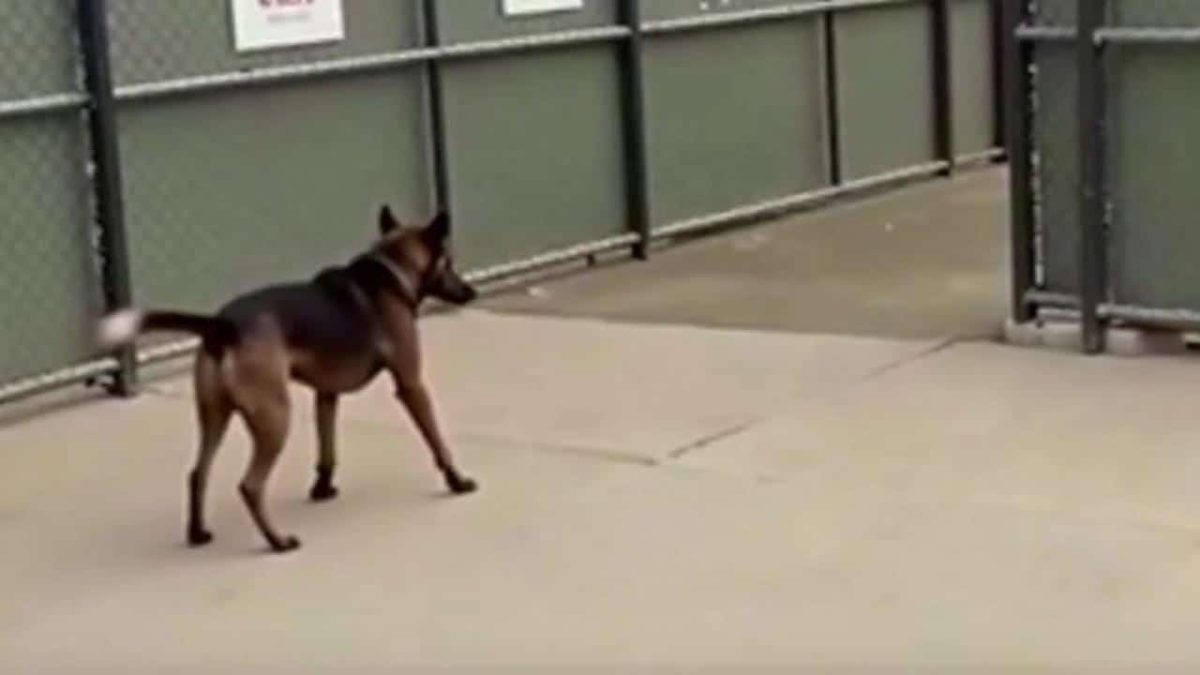 The Heartbreaking Moment Abandoned Dog Realizes His Family Isn’t Coming Back