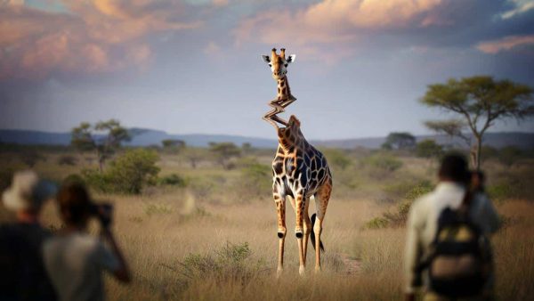 Shocking Twist: Giraffe in South Africa Bends the Rules of Nature