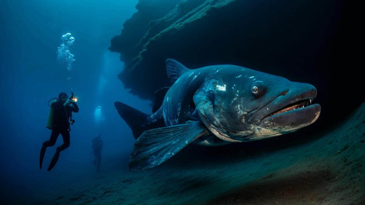 A so-called “living fossil” has been photographed for the first time as French divers capture rare images of an emblematic species in Indonesian waters