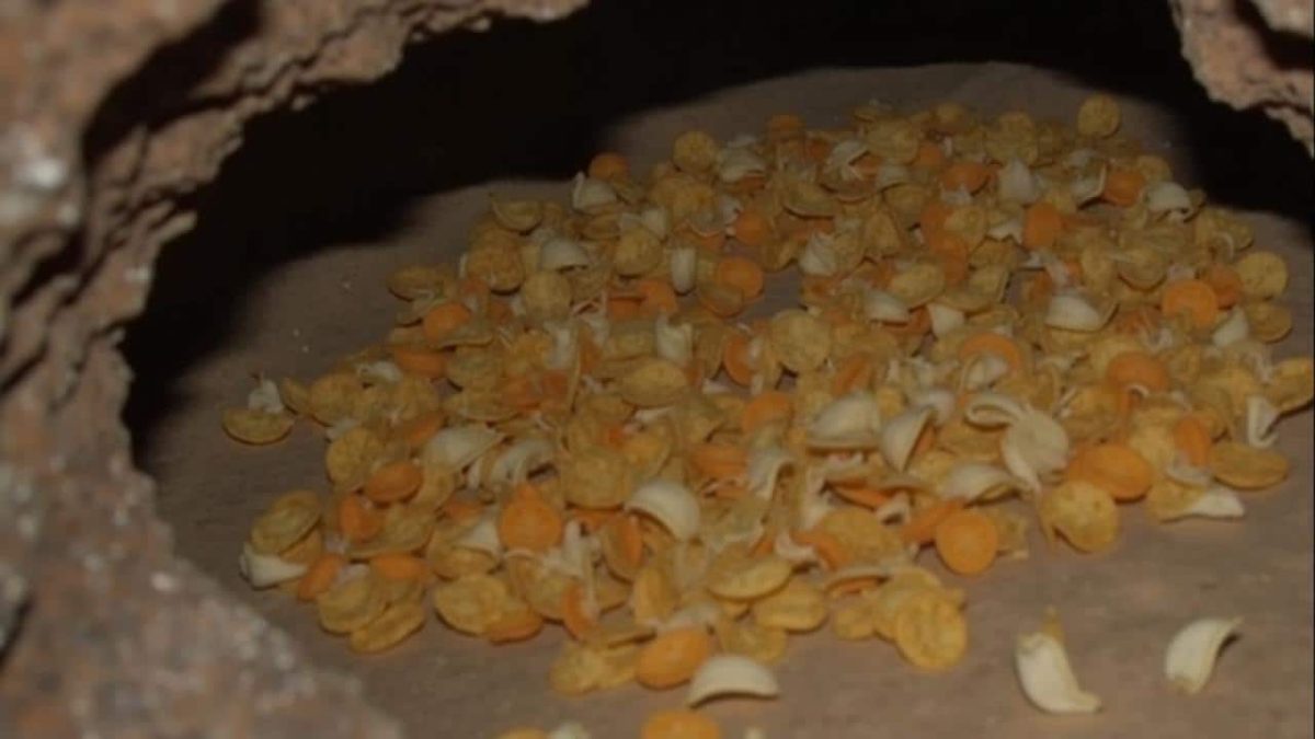 Shocking Cheese Explosion Rocks Mammoth Cave: The Unbelievable Aftermath You Have to See to Believe