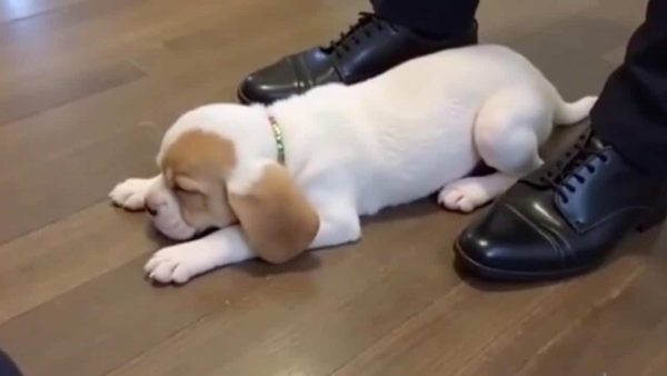 A viral video shows a puppy falling asleep on the shoes of a volunteer as if afraid to be left once more