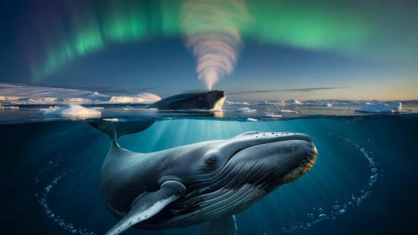 Able to live up to 200 years, the bowhead whale finally reveals its longevity secret