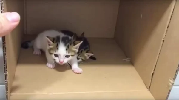 Shocking Discovery: Rescuers Open Taped Box and Find Abandoned Kittens, Leading to Devastating News