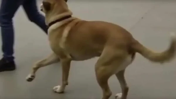 The Heartbreaking Moment That Will Shatter Your Soul — This Shelter Dog’s Goodbye Will Leave You in Tears