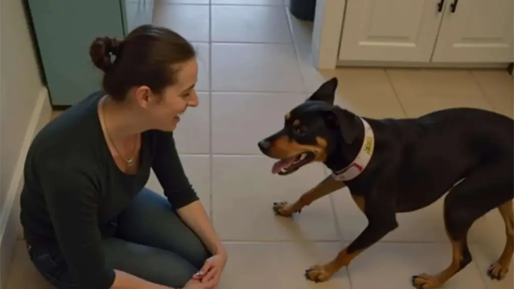You Won’t Believe What Happened When This Neighbor Realized the Abandoned Dog Next Door Was Left Behind After the Move – The Ending Is Heartbreaking