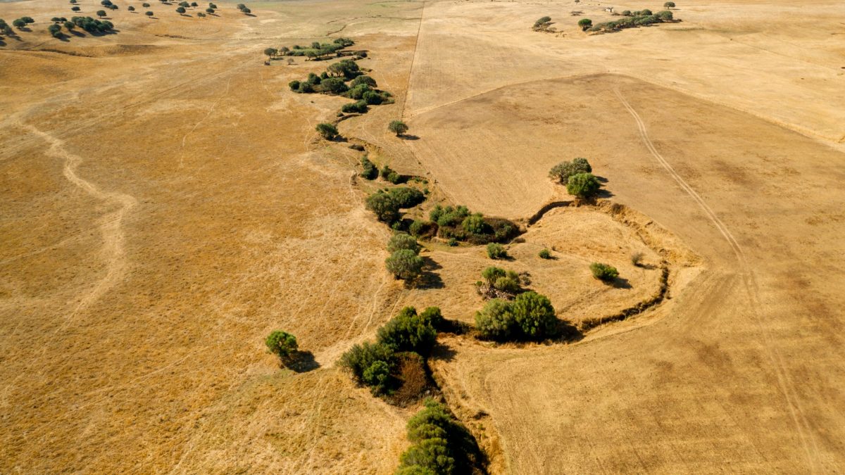 The Incredible Green Wall: How China’s Billion-Tree Crusade Is Transforming the Desert