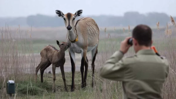 The Shocking Discovery That Defied Zoology’s Beliefs: A Protected Animal’s First Offspring Born in the Wild After a Century!
