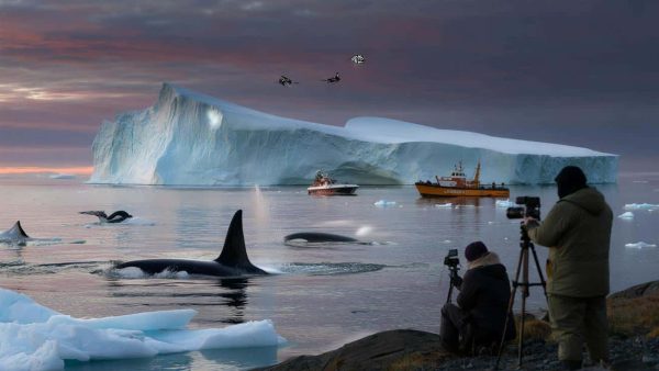 Shocking Discovery in Greenland: Experts Reveal Orcas Breaching Melting Ice Shelves Could Be Hoax to Push Climate Panic