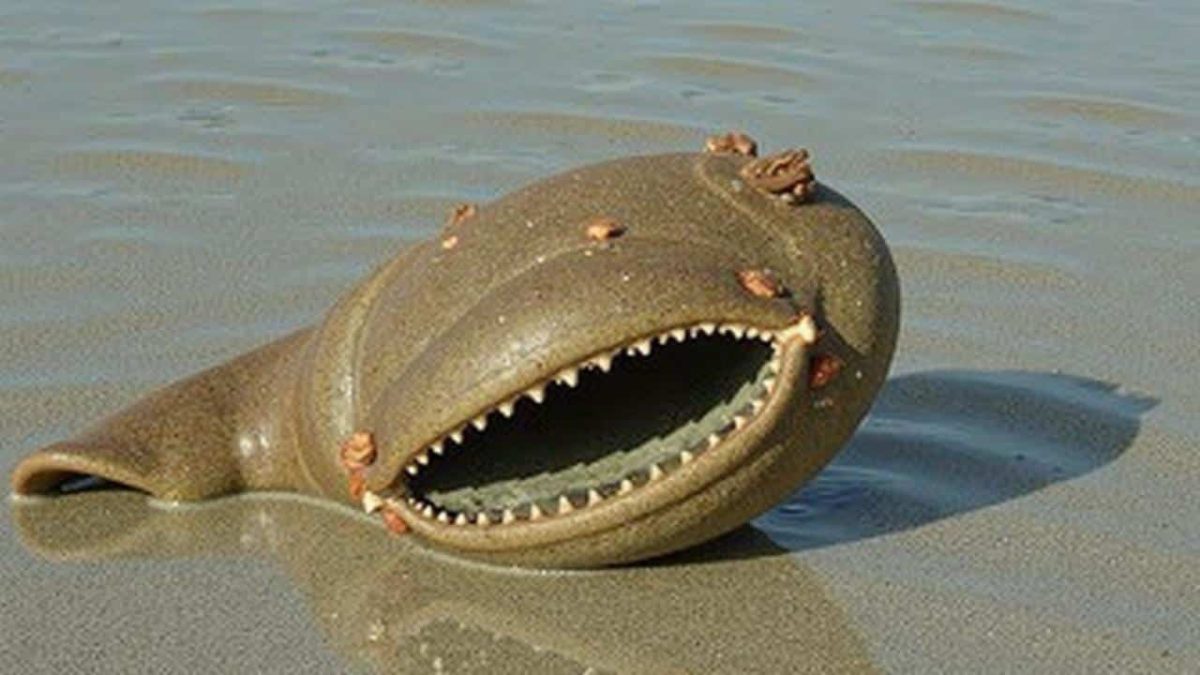 Exceptional find: ultra-rare deep-sea creature washes ashore in the United States
