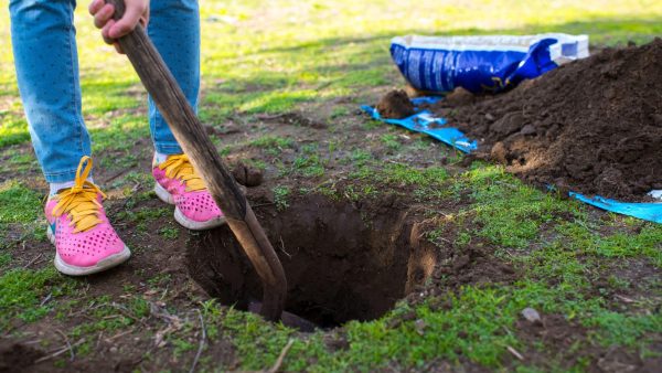 Experts warn: here’s what those holes in your garden mean and why you should stay vigilant