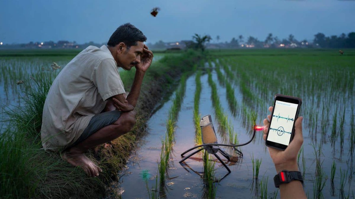 Farmers in India report rice plants emitting low buzzing noises after sunset acousticians confirm measurable ultrasonic frequencies