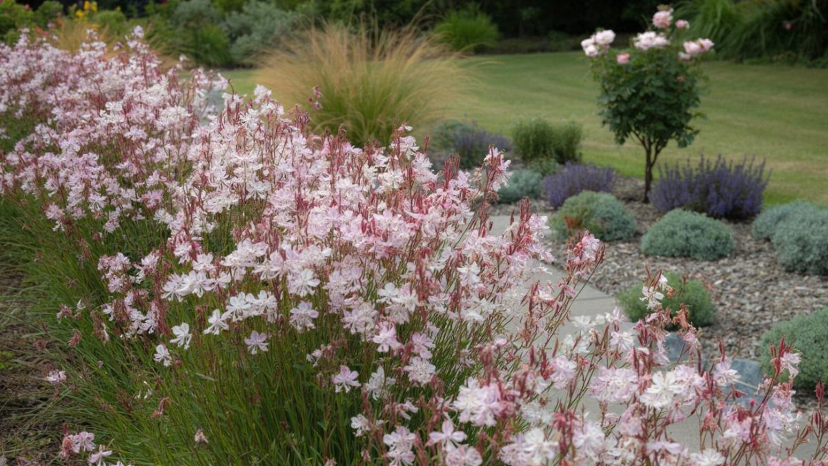 Forget roses: this hardy perennial flowers 8 months a year with zero fuss (and it looks stunning)