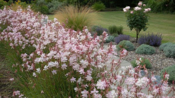 Forget roses: this hardy perennial flowers 8 months a year with zero fuss (and it looks stunning)