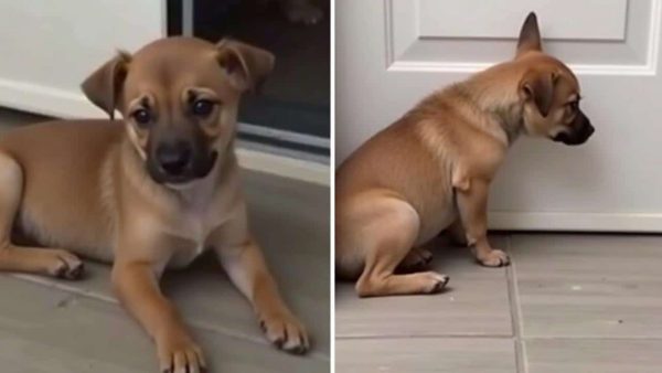 Horrifying Discovery: Dog Trapped on Balcony for Days After Family Vacation Ends in Tragedy