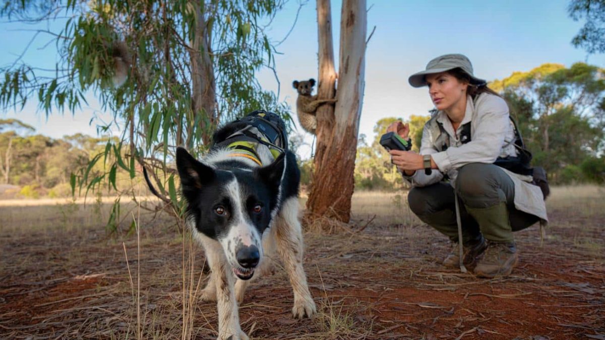 From Stray to Savior: How a Border Collie Joined the Fight to Protect Australia’s Beloved Koalas