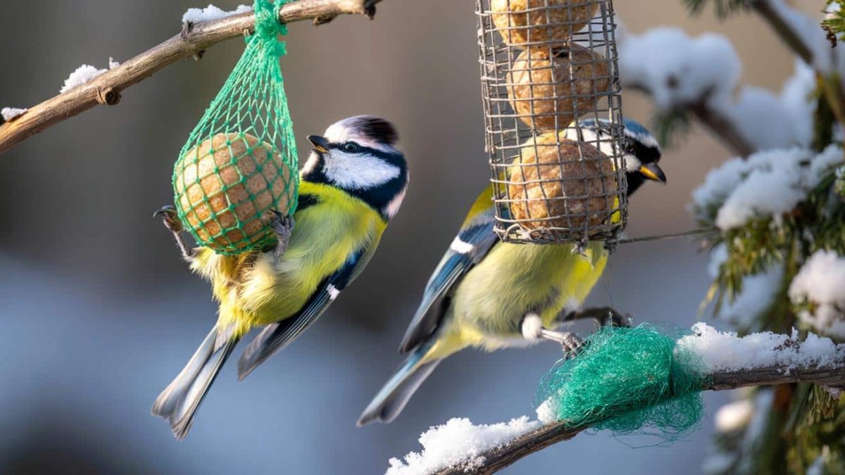 I Thought I Was Helping Winter Birds With Fat Balls – Until I Learned This One Detail Could Kill Them