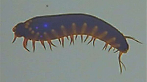 In Australia, an 8 cm larva found in a patient’s brain