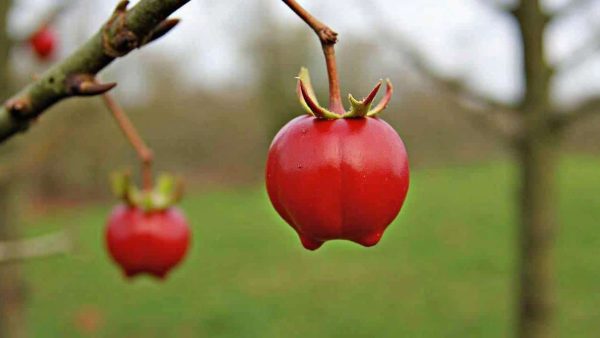 Japanese quince: the winter pruning mistake that wipes out almost all the flowers