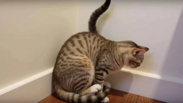 Shocking Transformation: How Fearful Kittens Become Bouncy Indoor Cats