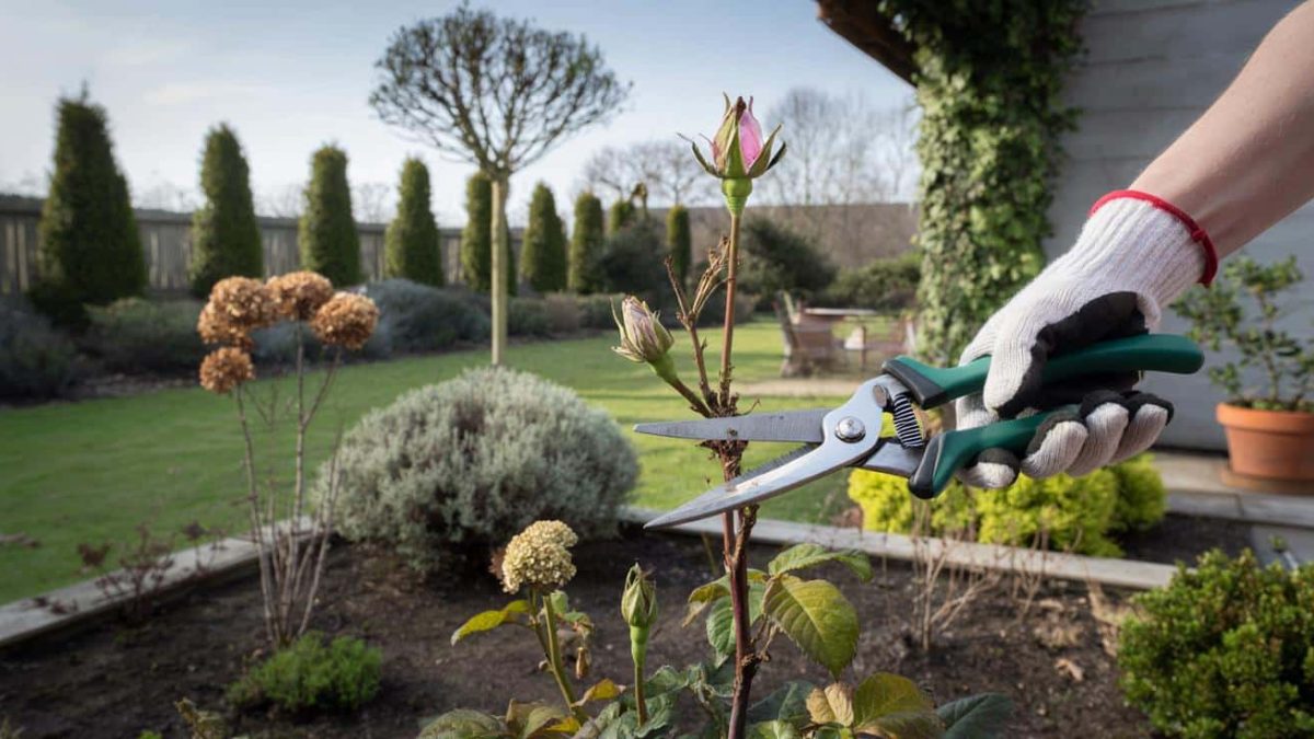 March pruning guide: the plants and trees you should tackle now for a stunning summer garden