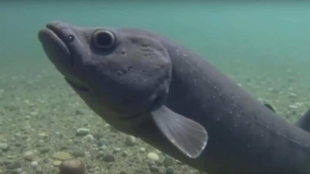 Shocking Footage Reveals Prehistoric Fish Thought Extinct for Millions of Years!