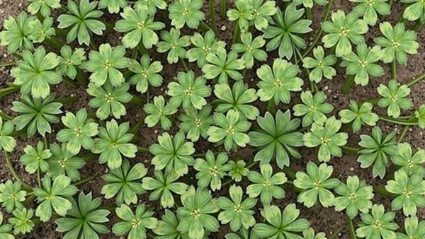 “My cuttings are finally taking”: the cupboard ingredient ending thousands of gardeners’ failures