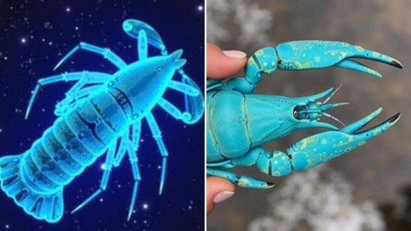 “One chance in 200 million”: fisherman hauls in electric-blue lobster with extraordinary colour in the Atlantic