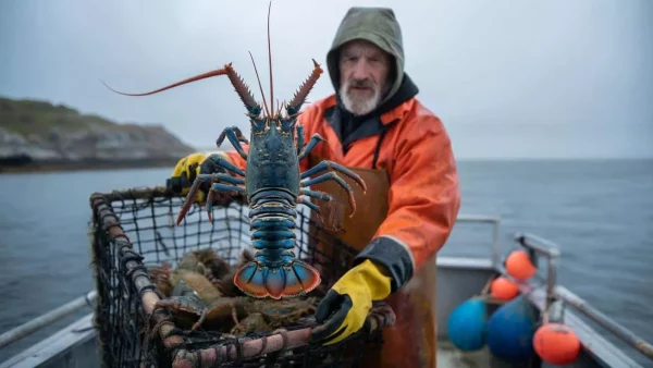 Fisherman Stumbles Upon Rare, Electric-Blue Lobster – The One-in-Two-Hundred-Million Catch That’s Mesmerizing Experts