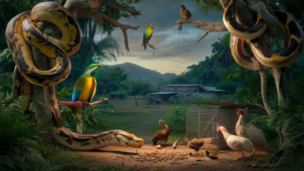 The Terrifying Invasion of Giant Snakes Wreaking Havoc in Puerto Rico’s Lush Paradise