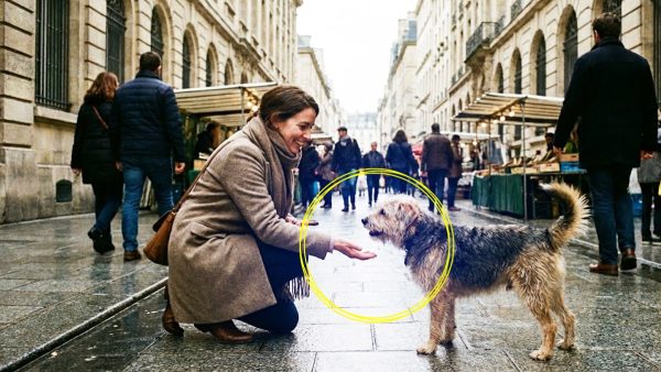 The Shocking Truth About How You Greet Stray Dogs Reveals Your Hidden Personality
