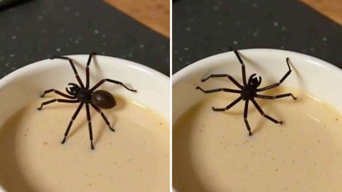 Spiders in the house: this hot drink costing just pennies makes them flee without killing them (spray it like this)