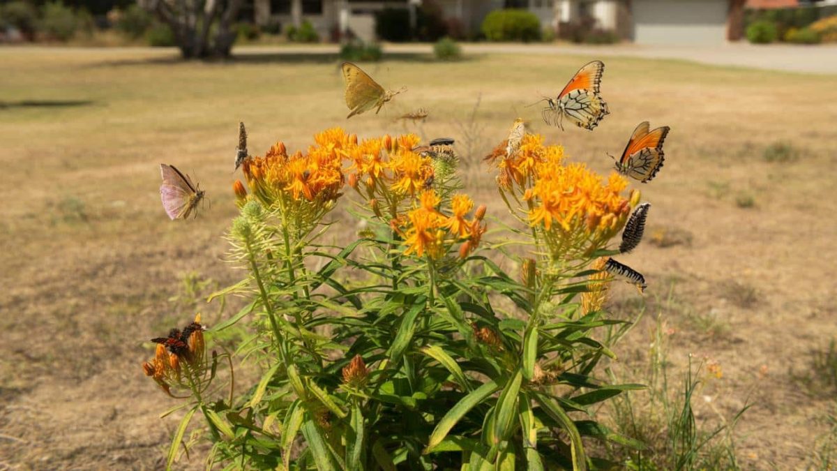 Discover the Drought-Defying Plant That Transforms Yards Into Butterfly Havens