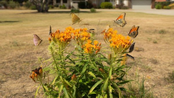 Discover the Drought-Defying Plant That Transforms Yards Into Butterfly Havens