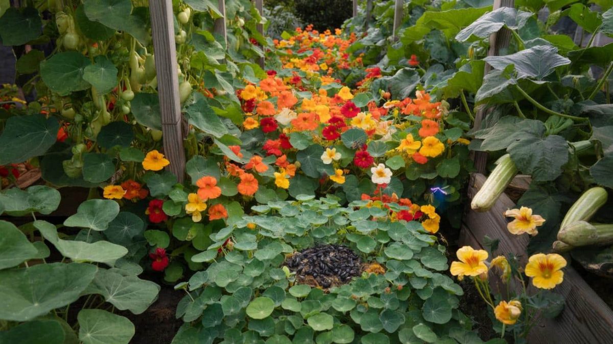 The ‘sacrificial’ flower making a huge comeback in 2026 vegetable gardens