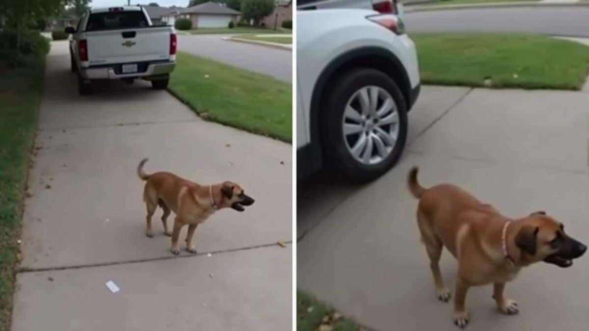 Heartbroken Dog Waits in Vain for Kids Who Never Return, the Tragic Truth Will Break Your Heart