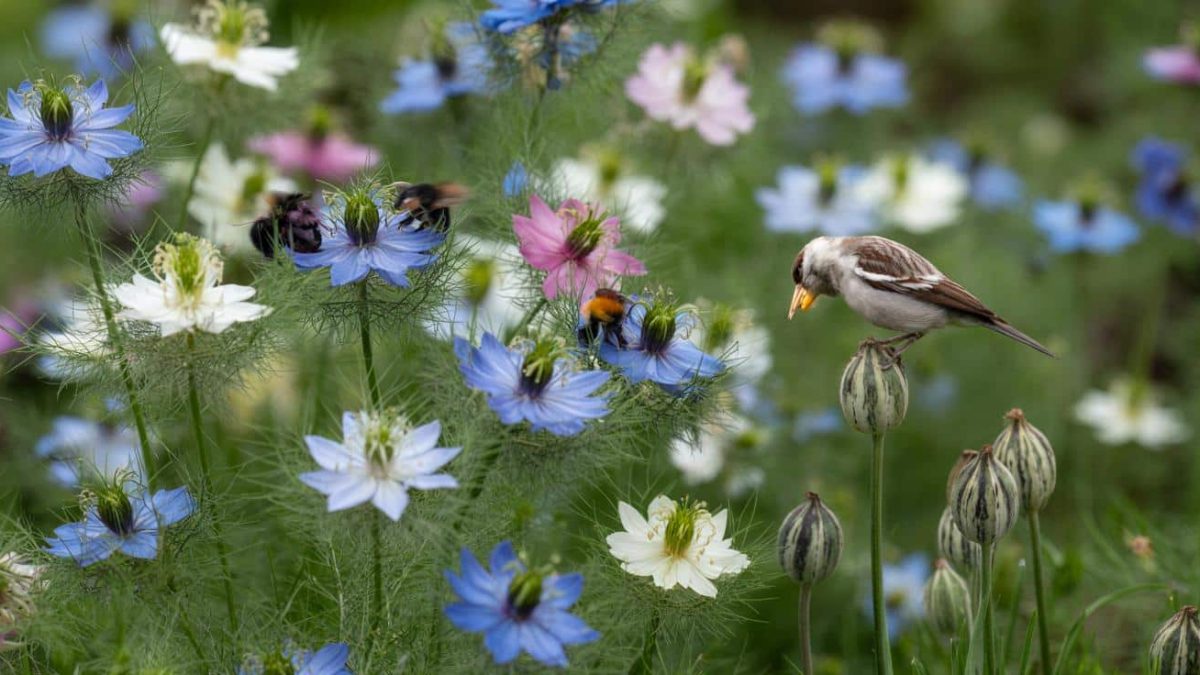 This flower to sow in March offers a feast for bees and a refuge for birds