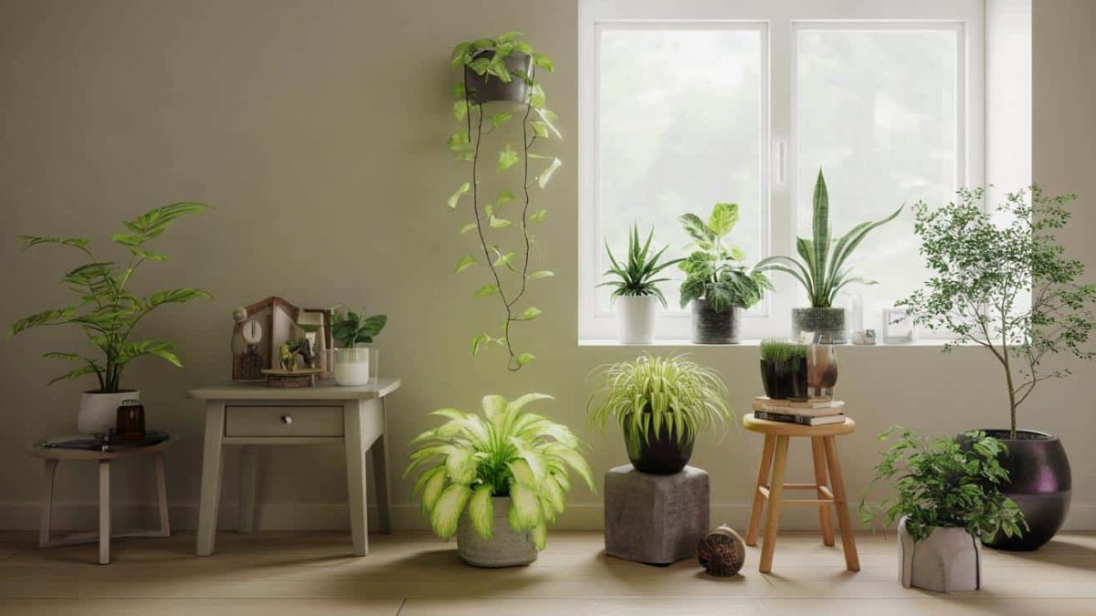 This is the easiest way to upgrade your plants without spending anything