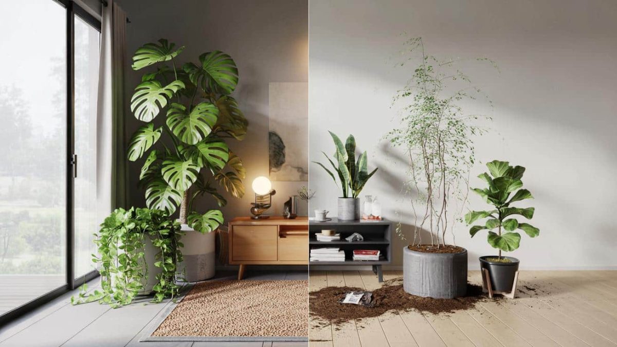 This is why your plants don’t look like the ones you see online