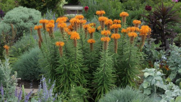 This perennial turns an ordinary border into a true living artwork (to plant this spring)