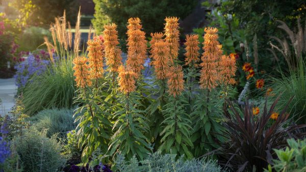 This perennial turns an ordinary border into a true living work of art (to plant this spring)
