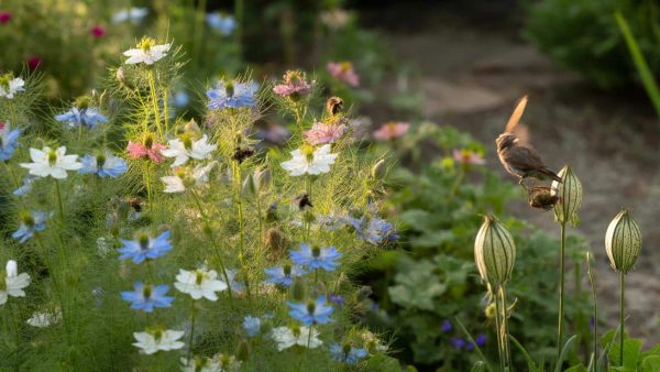 This sublime flower to sow in March is a delight for the birds and bees in your garden