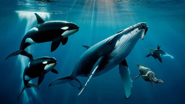 Shocking Footage Reveals Whales Battling Killer Whales in Epic Showdown!