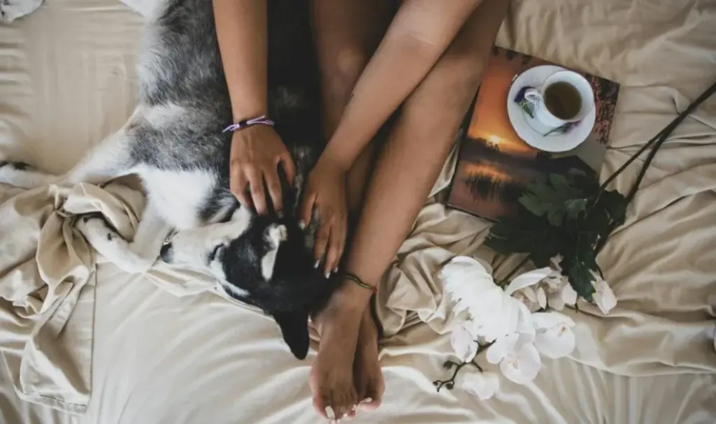 Psychologists say the bond between a person and the dog that sleeps in their bed isn’t comparable to human attachment. It’s actually more stable, because the dog never withdraws affection as punishment, never keeps score, and never makes closeness conditional on performance