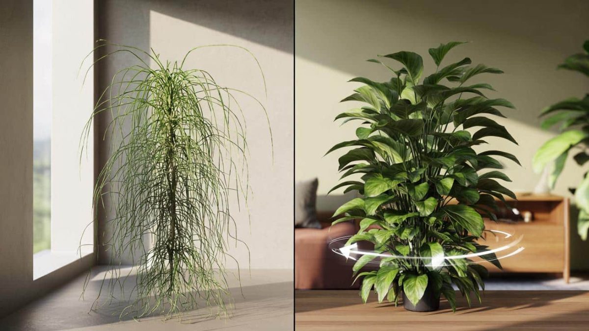 Why your houseplants get leggy and stretch toward the window and the rotation schedule that keeps them bushy and evenly shaped